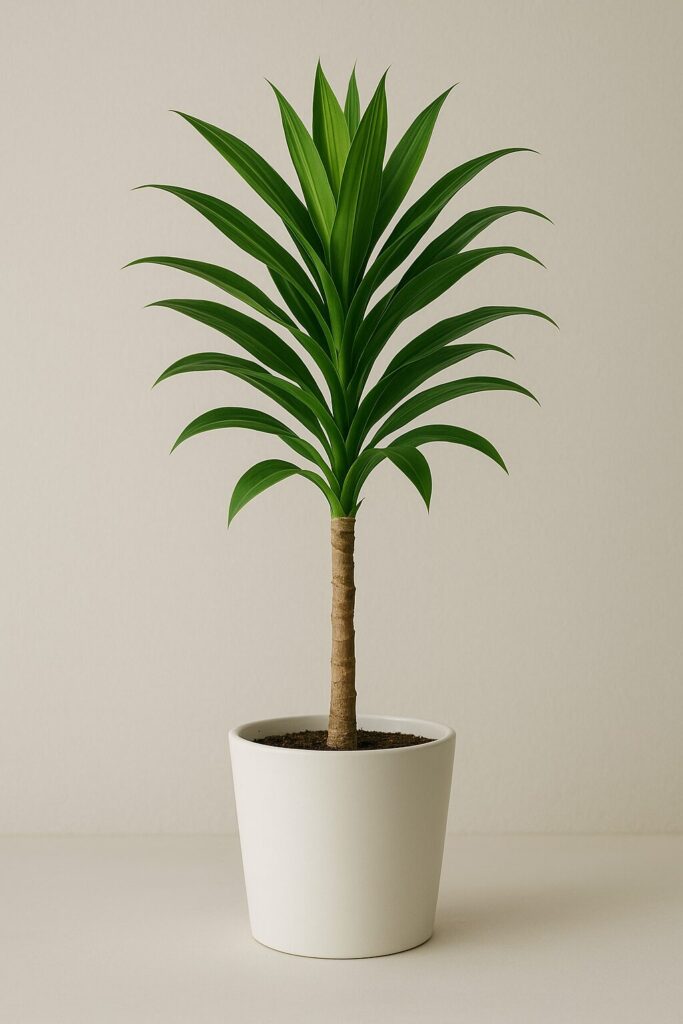 「白い鉢に植えられたドラセナ。細長い葉が上に向かって伸び、成功運や仕事運を象徴する観葉植物。」