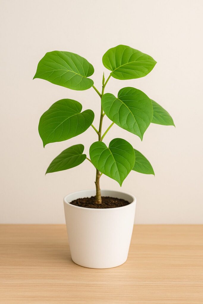 「白い鉢に植えられたフィカス・ウンベラータ。大きなハート型の葉が広がり、恋愛運と癒し効果を高める観葉植物。」
