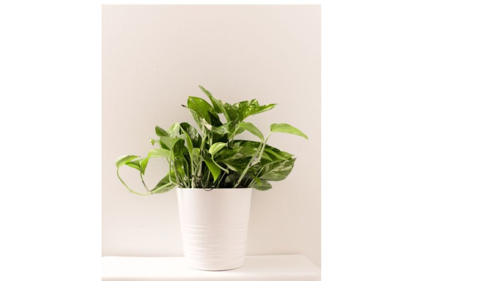 白い鉢に植えられたポトスの観葉植物。風水的に湿気を吸収し、気の流れを整える効果があるとされる。