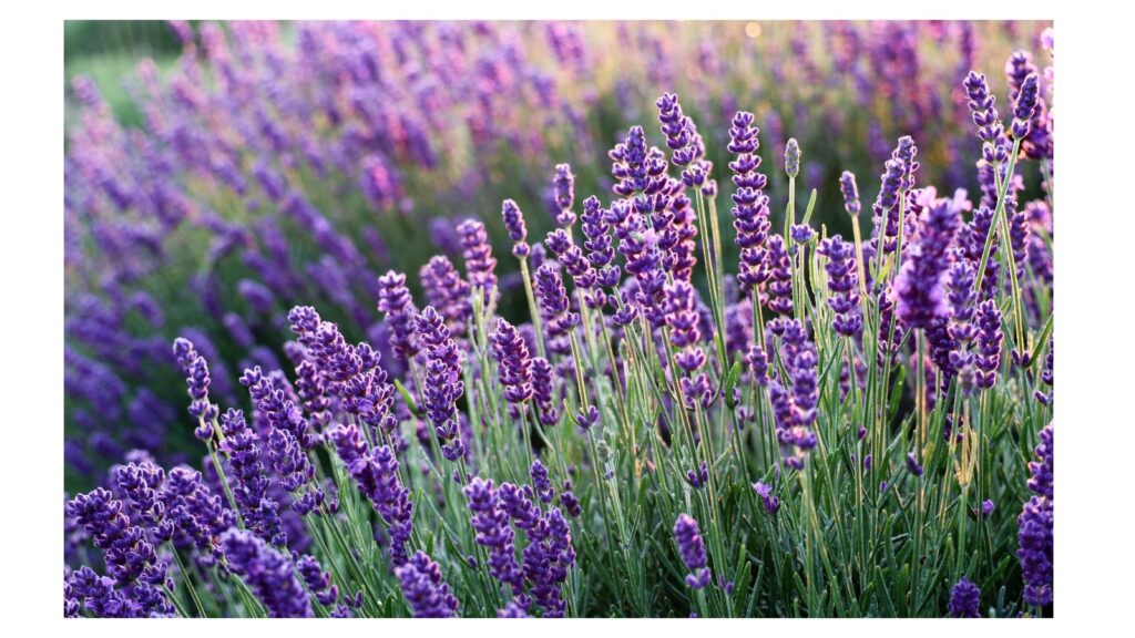 一面に咲き誇るラベンダーの花畑。紫色の花が風に揺れ、癒しと浄化のエネルギーを感じさせる風景。