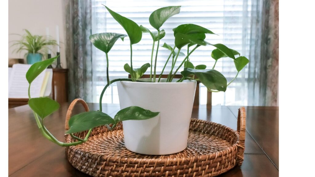 白い鉢に植えられたポトスの観葉植物。風水で金運や人間関係運を整えるアイテムとして人気