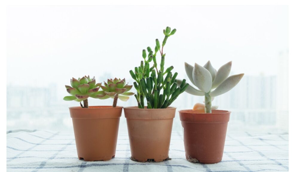 テーブルの上に並べられた3つの小さな観葉植物（多肉植物）
